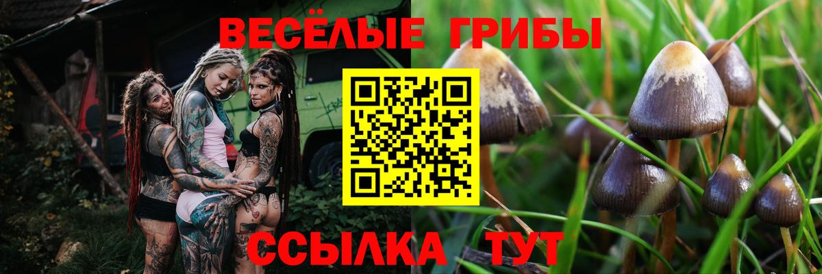 Кашира  Галлюциногенные грибы Psilocybine cubensis  Вход с VPN 